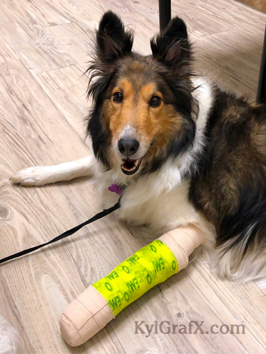 negligence by paws of paris causes katie to visit local vet