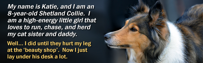 injury at dog groomer now requires orthopedic surgery